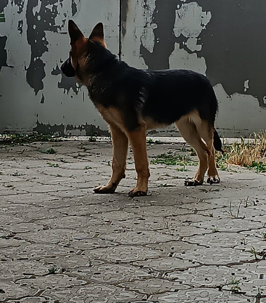 Nemecky ovčiak REX - 2