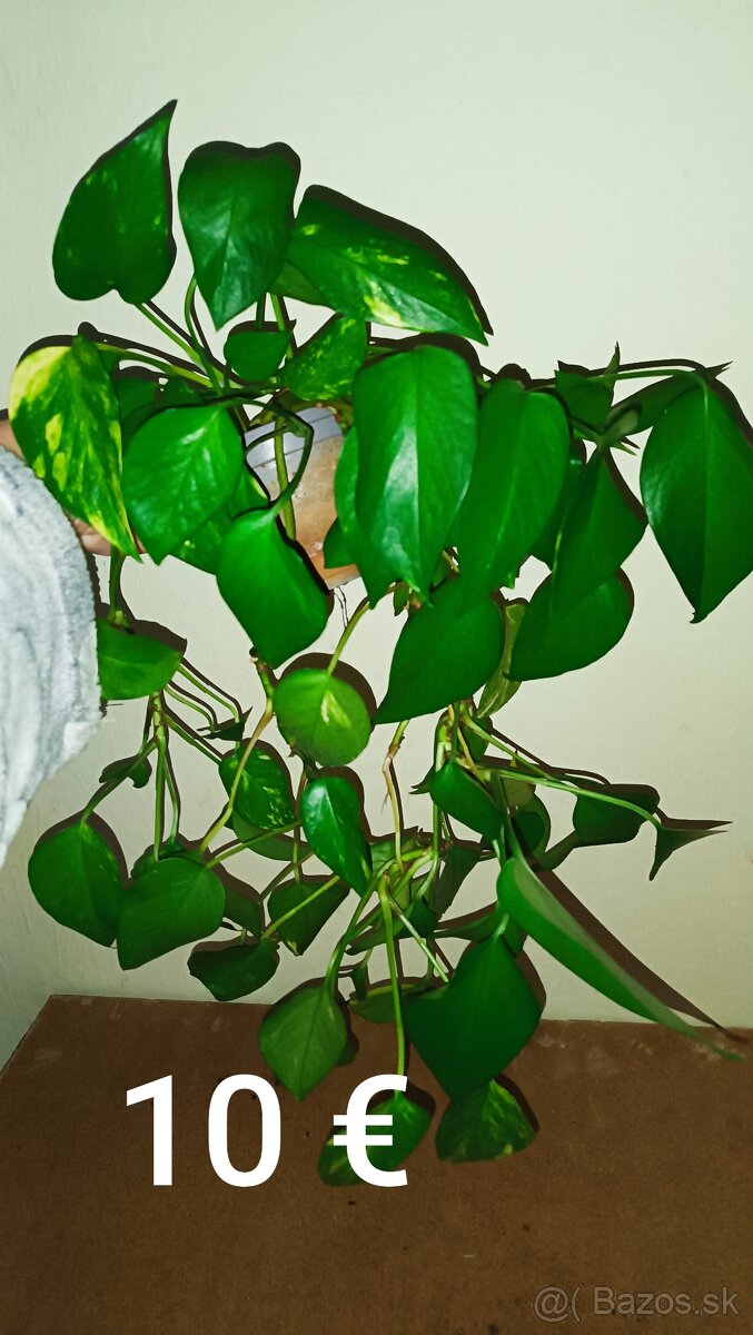 Pothos - 2