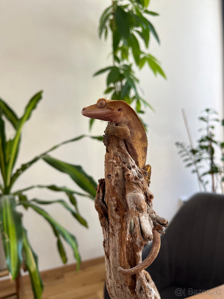 🦎 Predám pagekona riasnatého s teráriom - 2