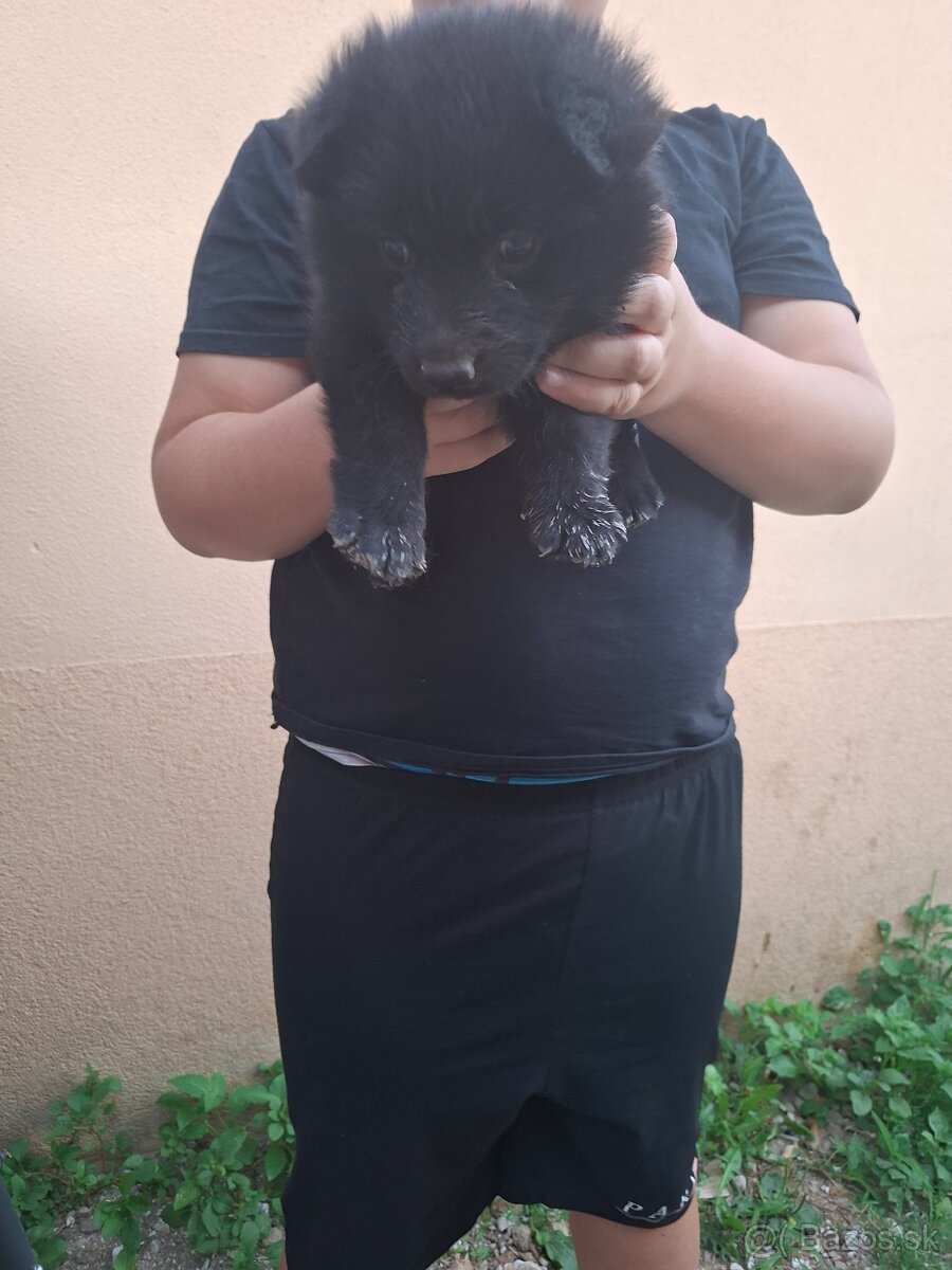 Darujem - 2