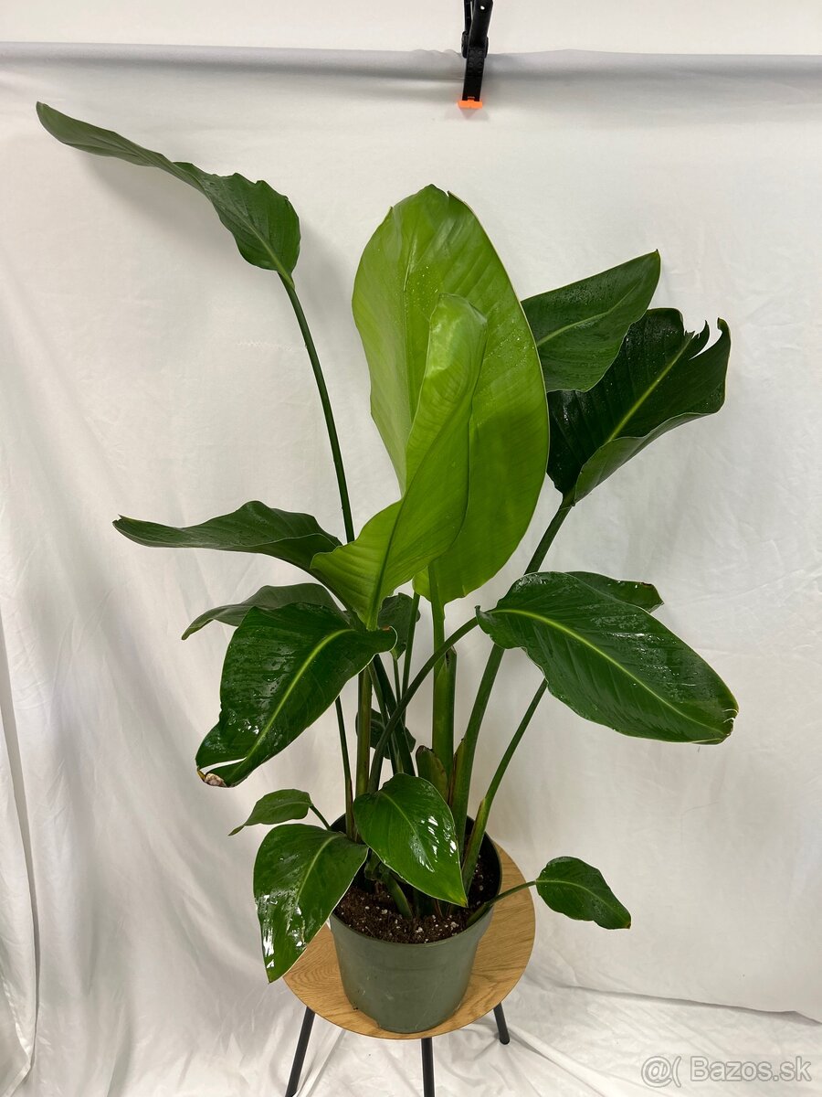 Strelitzia Nicolai (100 cm) - 2