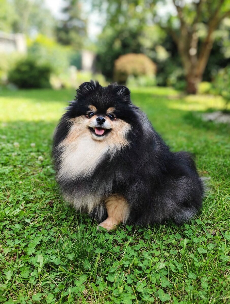 Pomeranian fenka s PP - 2