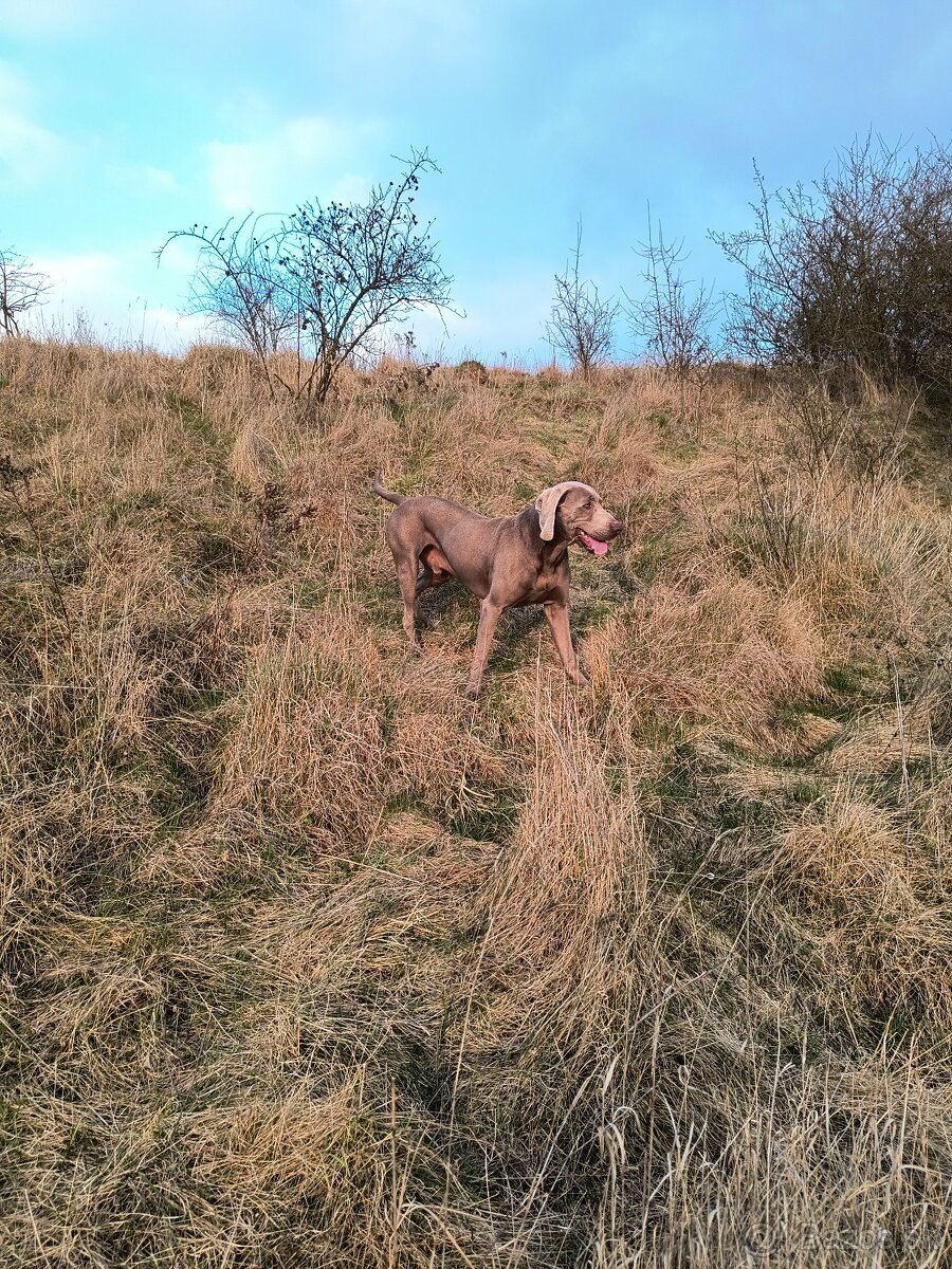 Weimarský stavač - 2