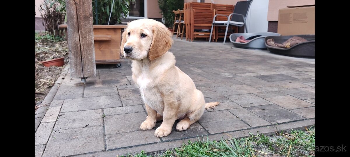 Šteniatka Golden/Zlatý retriever - 2