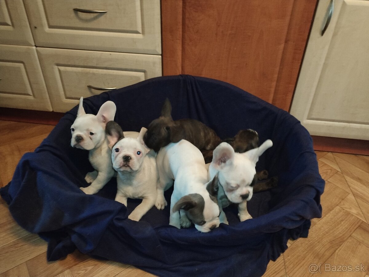 Francúzsky buldoček - 2