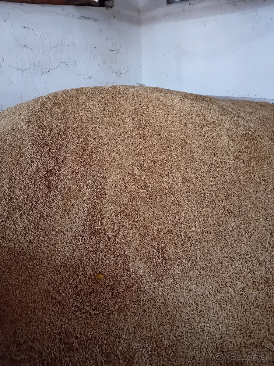 Pšenica, jačmeň - 2