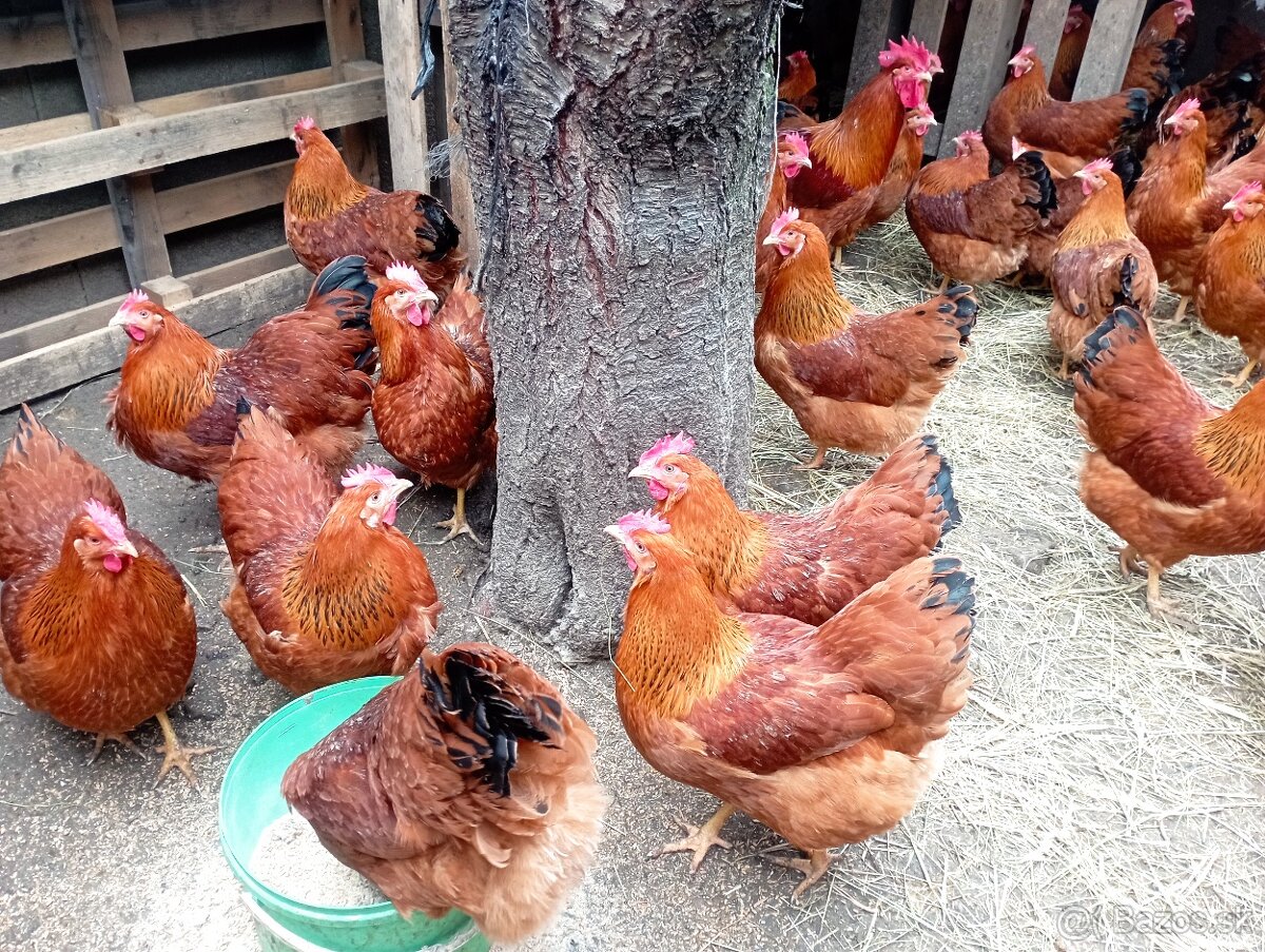 Násadové vajcia Hempšírky - 2