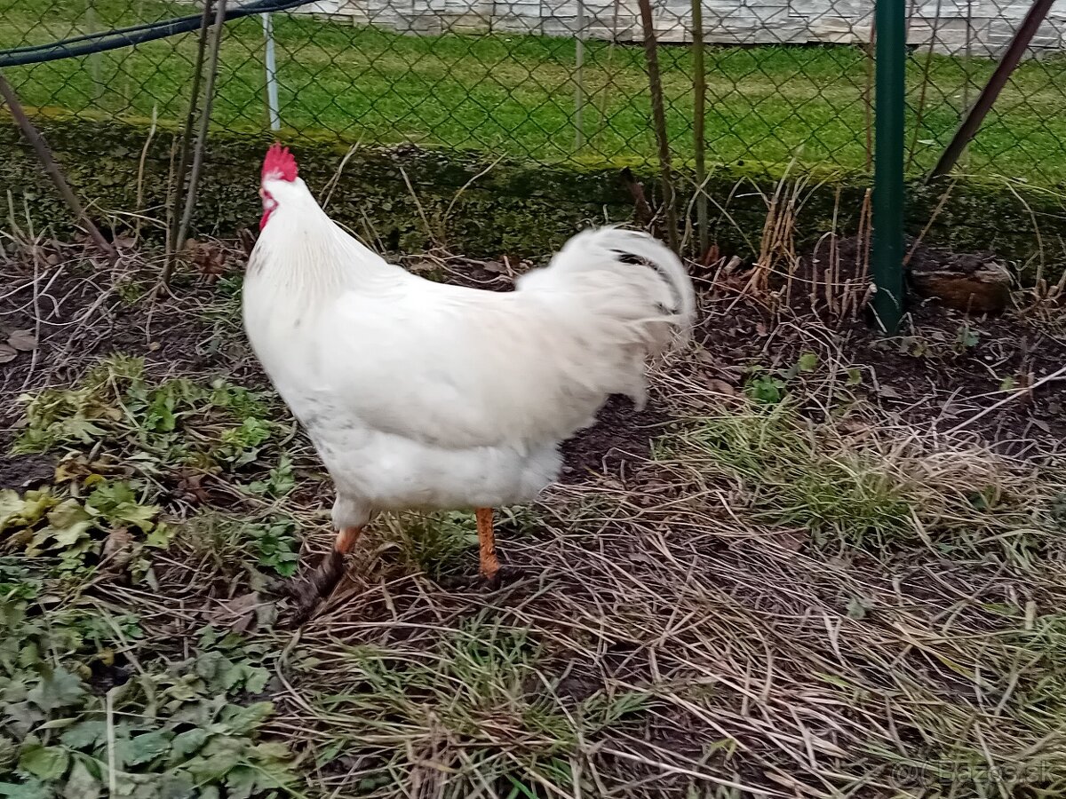 Predám minuloročného kohútika - 2