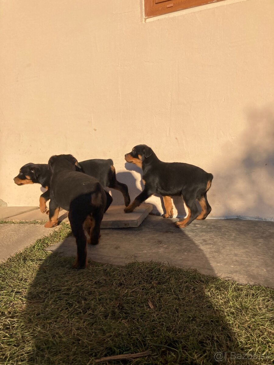 Rotvajler, Rtw, Rottweiler - 2