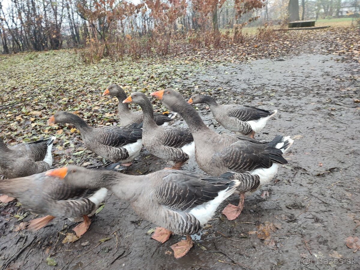 Husi landenské Originál. 2-ročný chovný pár. - 2