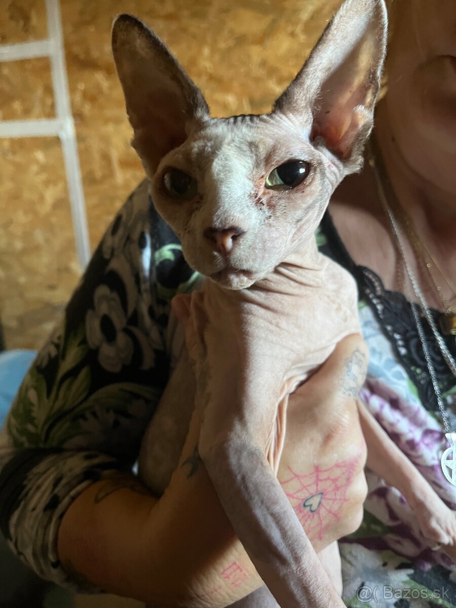 Sphynx Holčička a chlapeček - 2