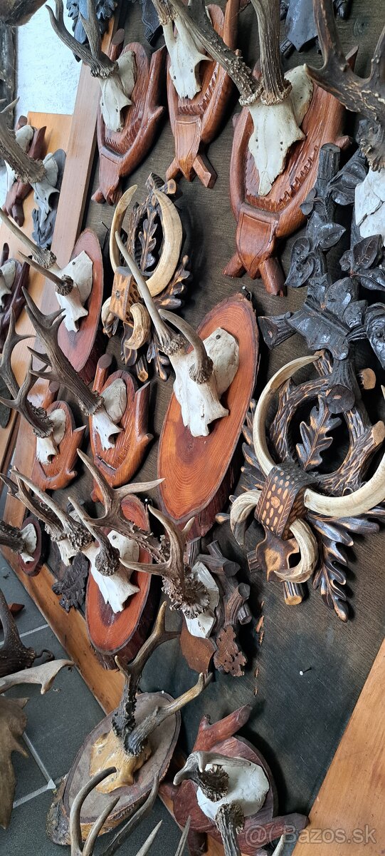 Trofeje a preparáty - 2