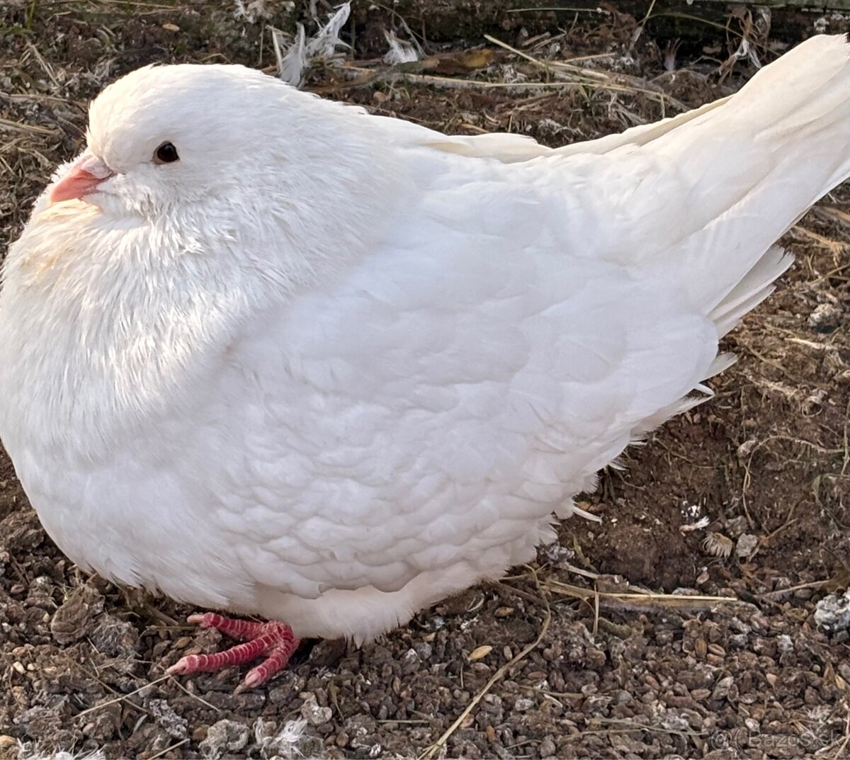 Predám holuby mondén - 2