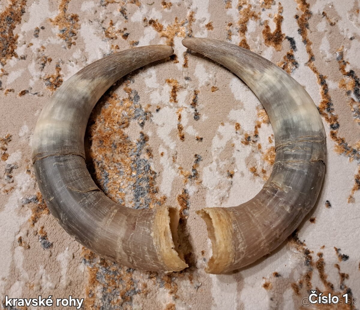 Trofeje, rohy 25-70cm - 2