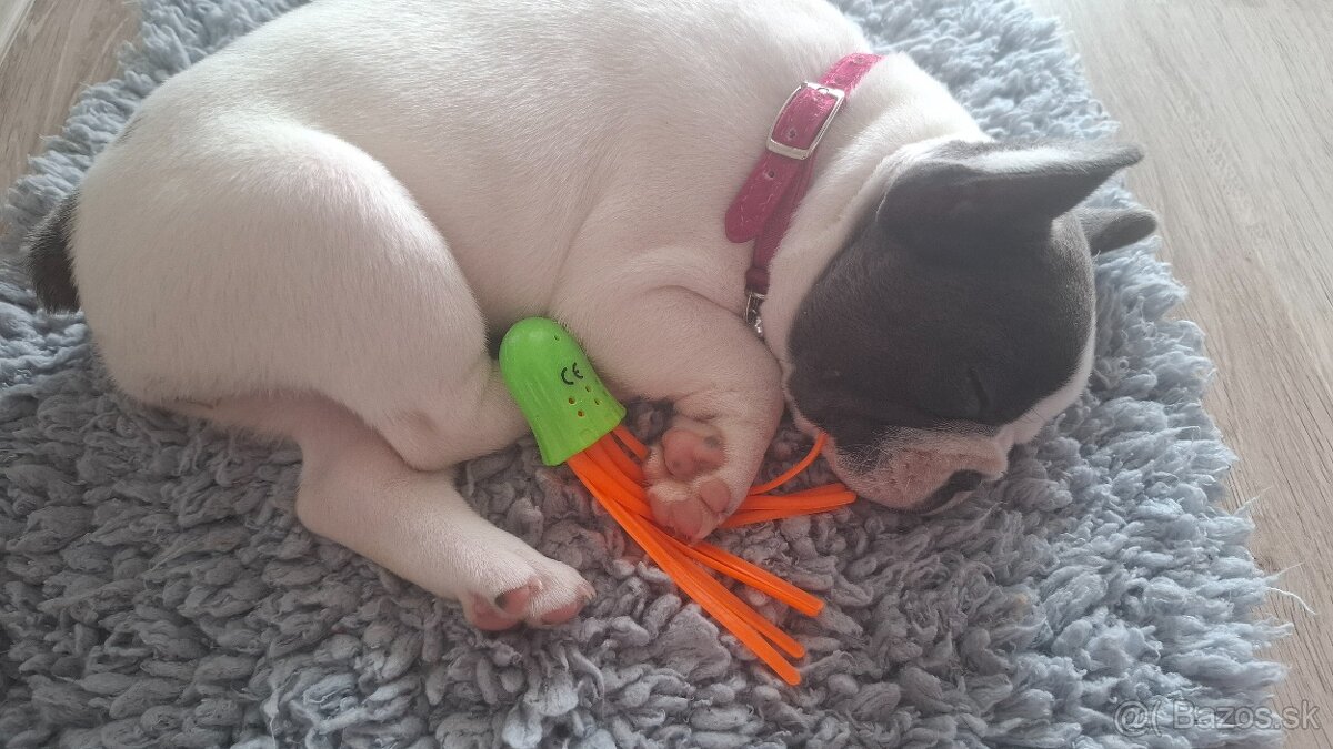 Francúzsky buldocek - 2