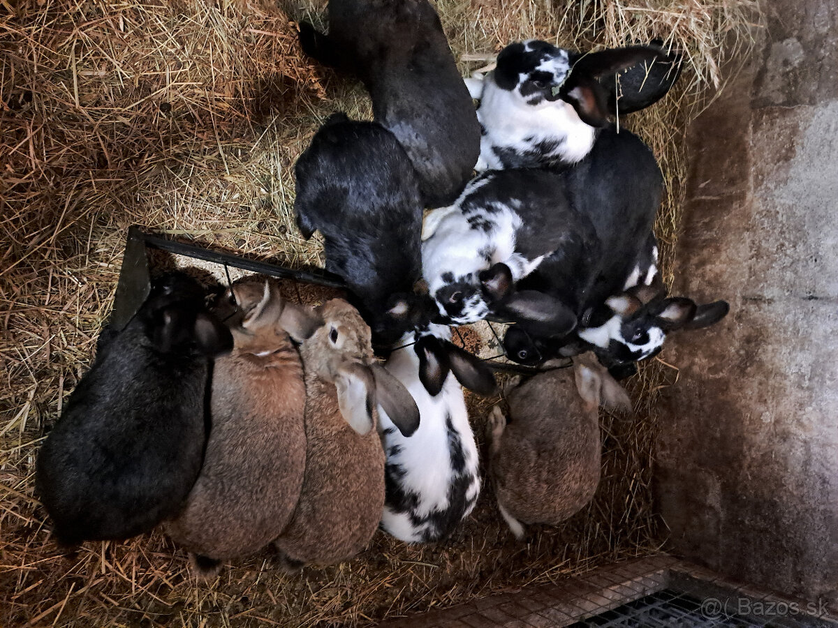 Predám králiky - 2