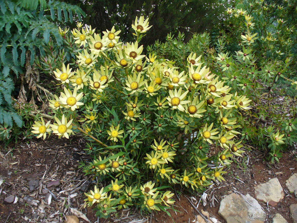 Leucadendron orientale - 2