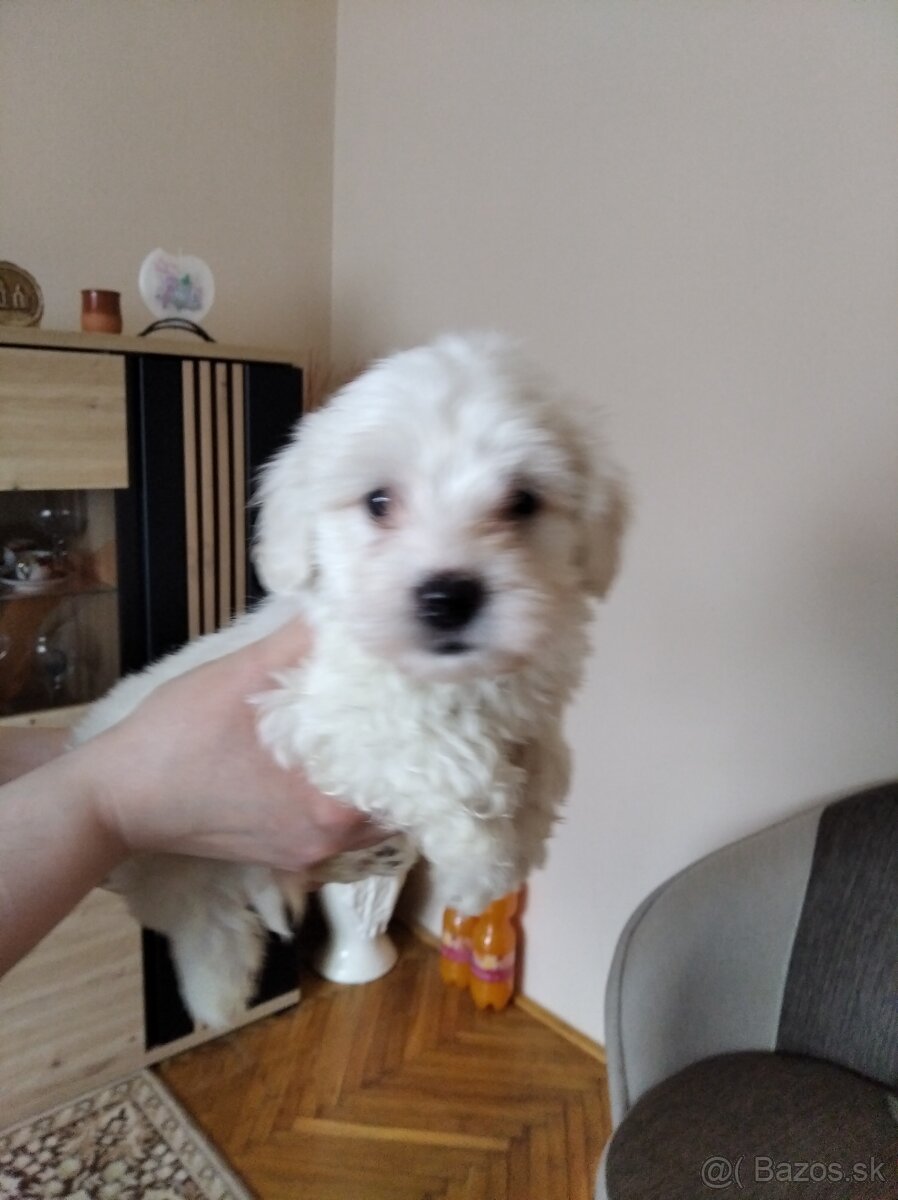 Maltezský psík - 2