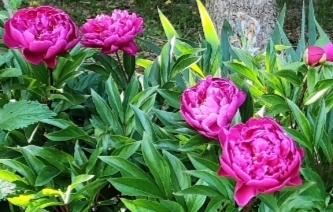 Pivonky Carl Rosenfield hľuzy, pivónia, peony - 2