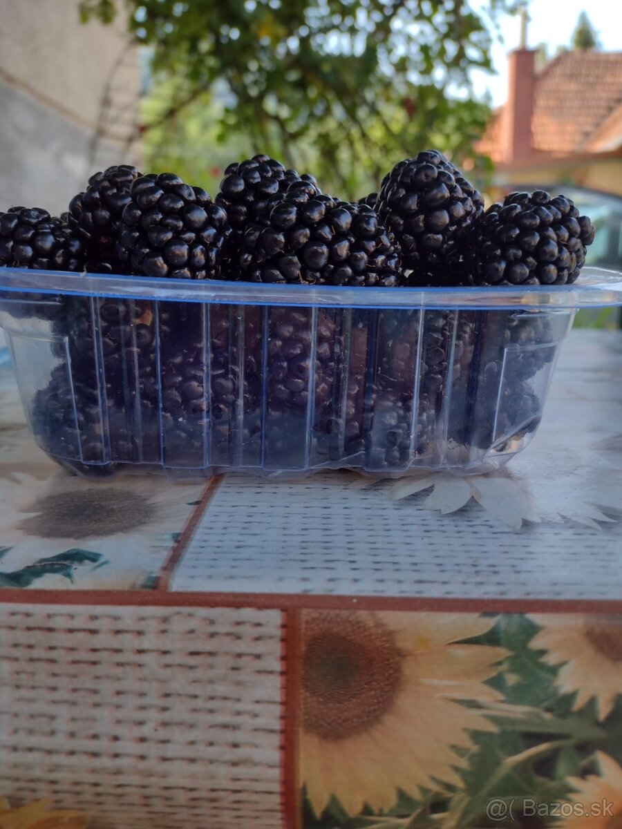 Černice - 2