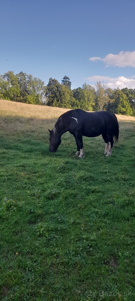 Kobyla, 10 rokov - 2