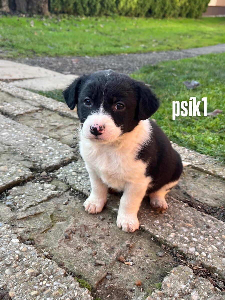 Predám šteniatka border kólie. - 2