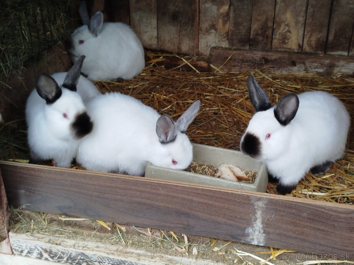 Kalifornský králik - 2