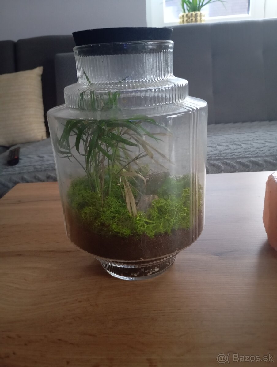 Rastlinné terarium - 2