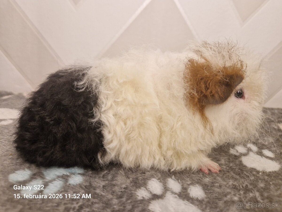 Morčatá s PP - samci - 2