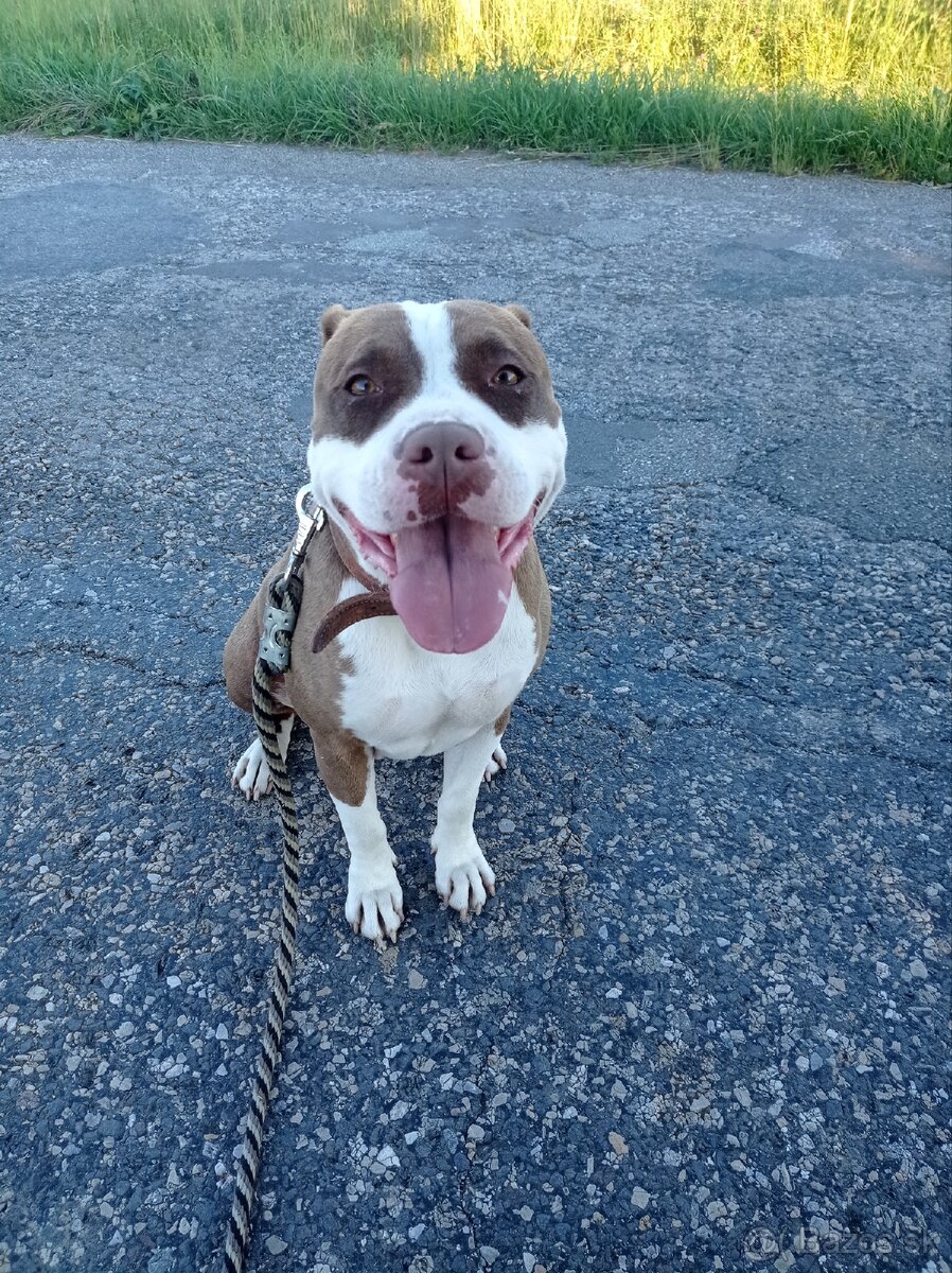 Americky stafford - 2