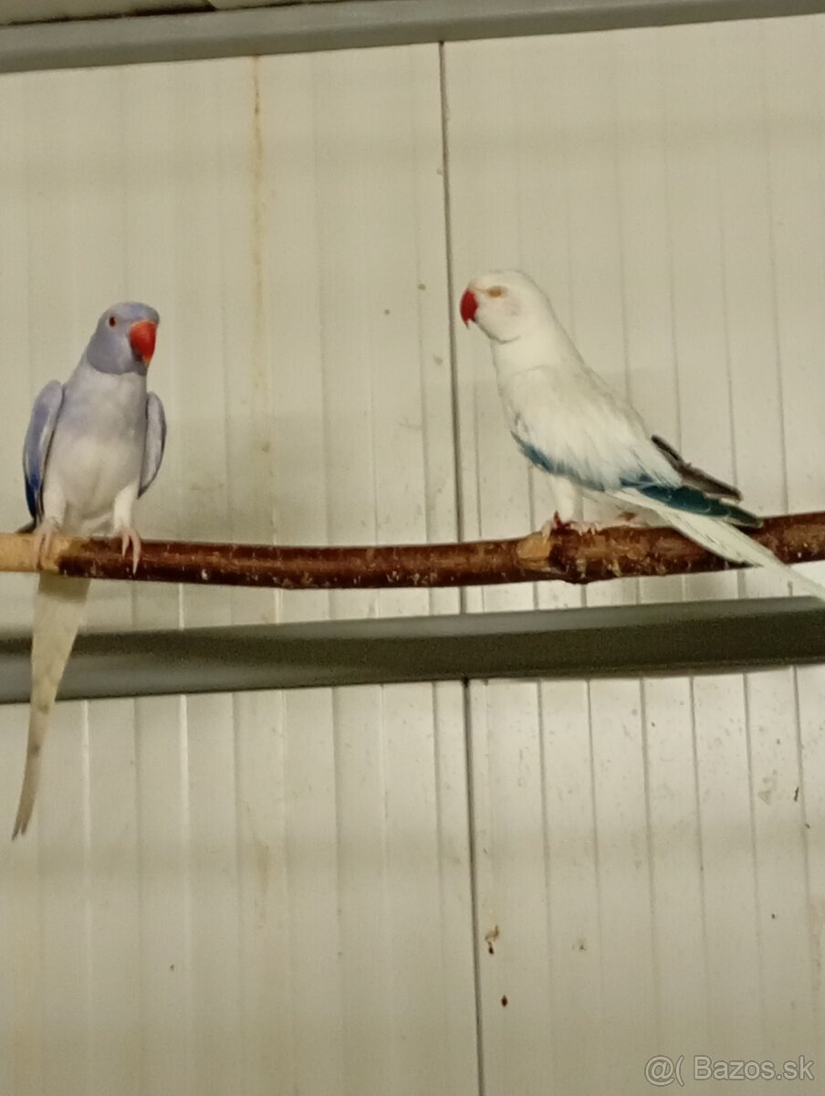 Alexander malý opalin HCH - 2