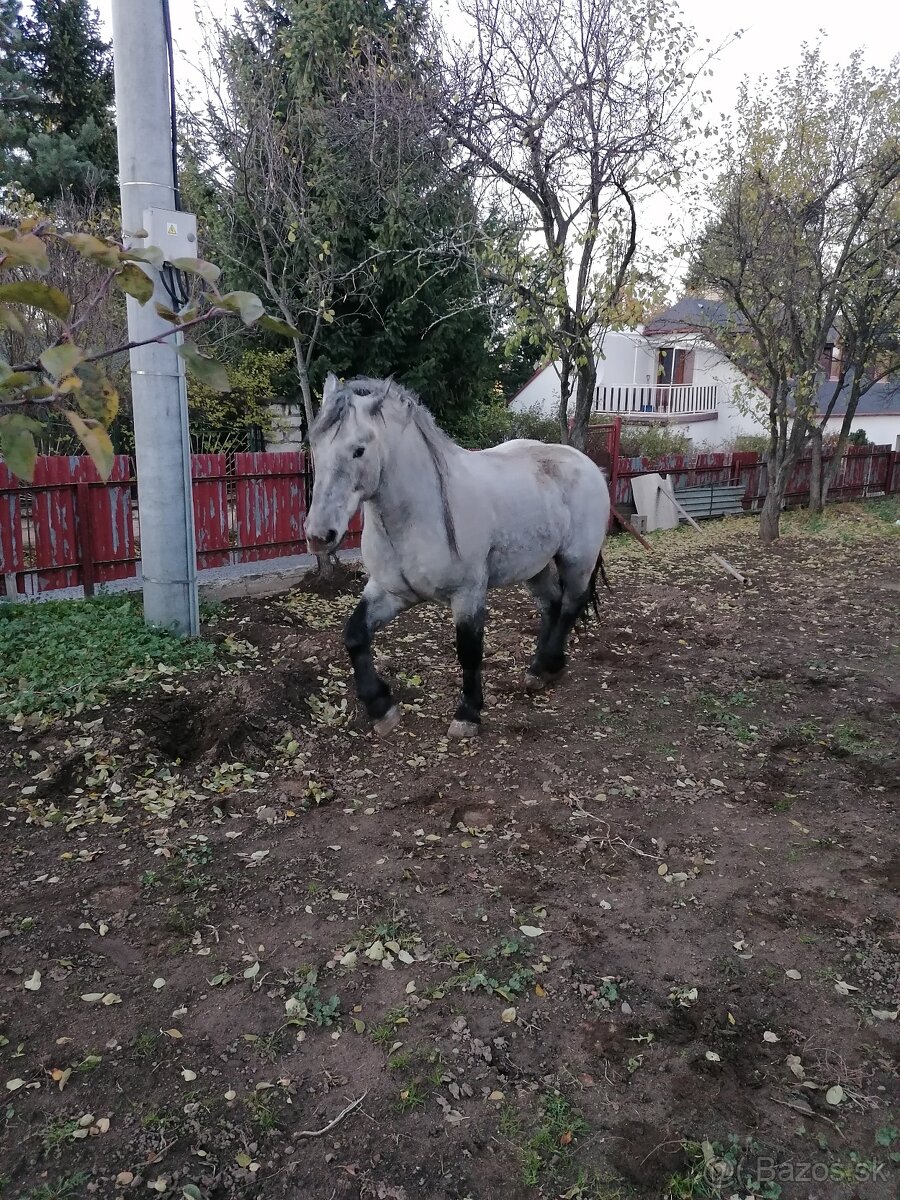 Predám kobylu - 2