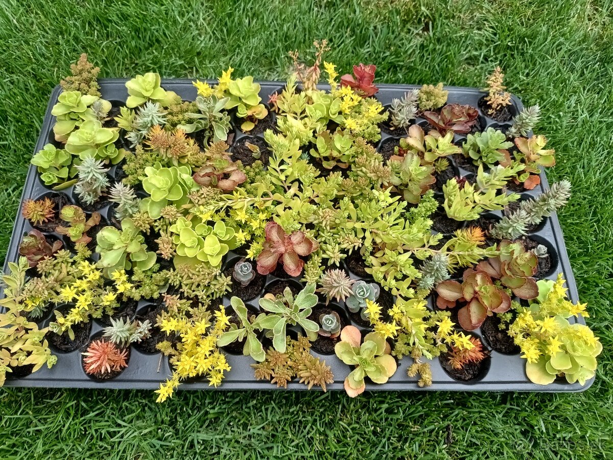 Rozchodniky,sedum,skalnicky,zelená strecha,skalka,suchýmurik - 2