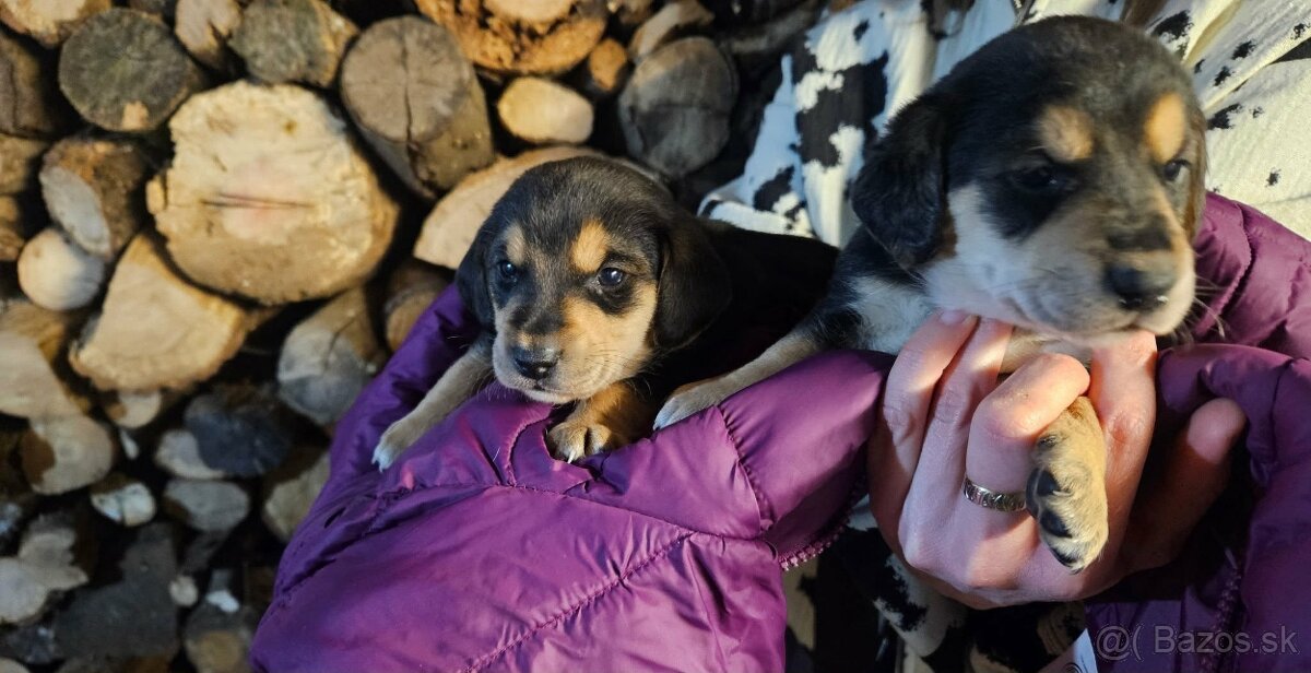 Jazvečik kratkosrsty - 2