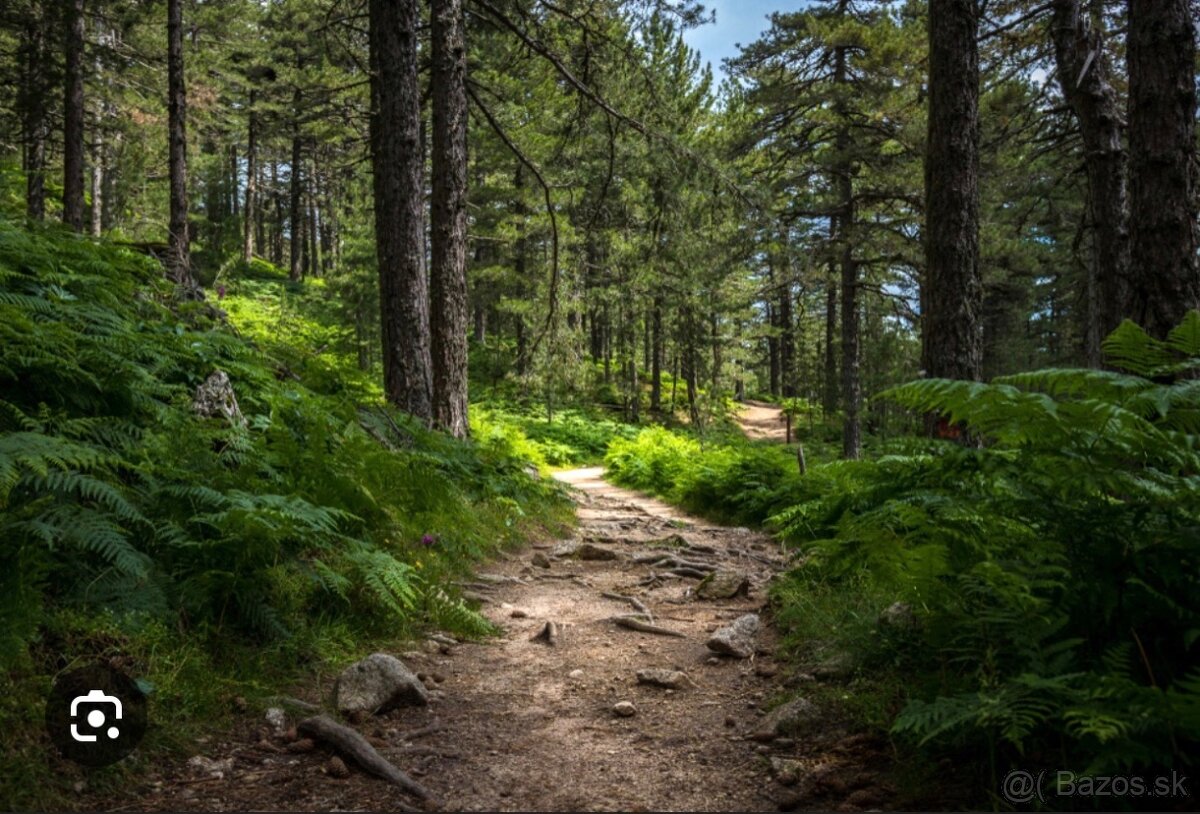 Mam záujem o hličnatý les. - 2