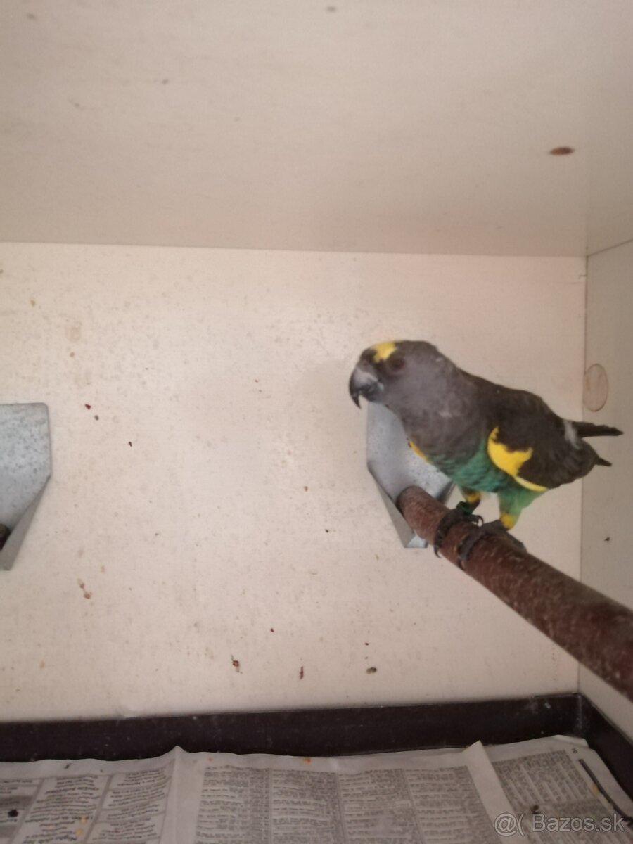 Papagáj senegalsky - 2