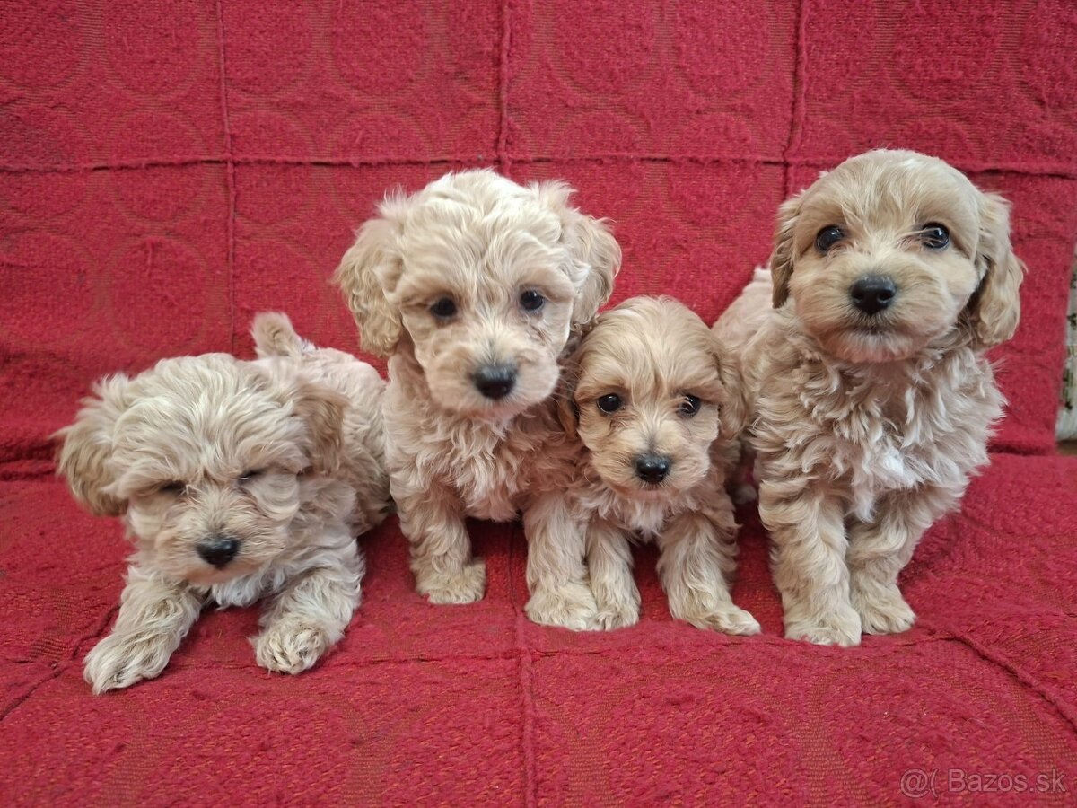 Maltipoo - 2