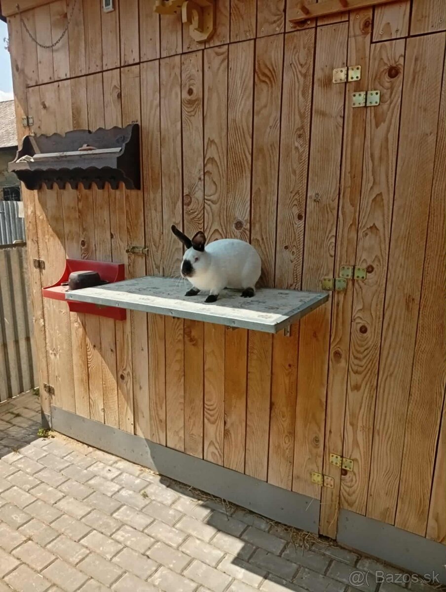 Kalifornský králik - 2