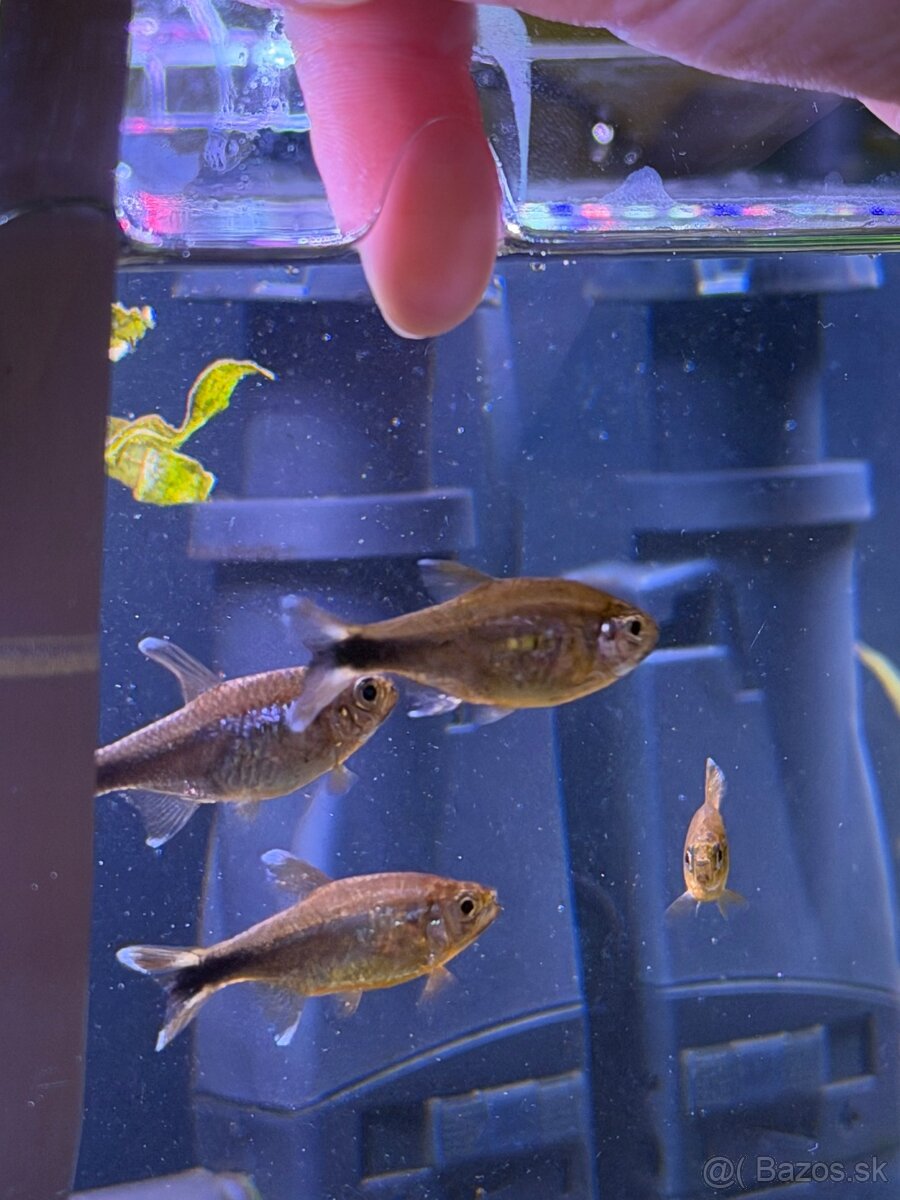 Predám akváriové rybičky Tetry medené - 9 kusov - 2