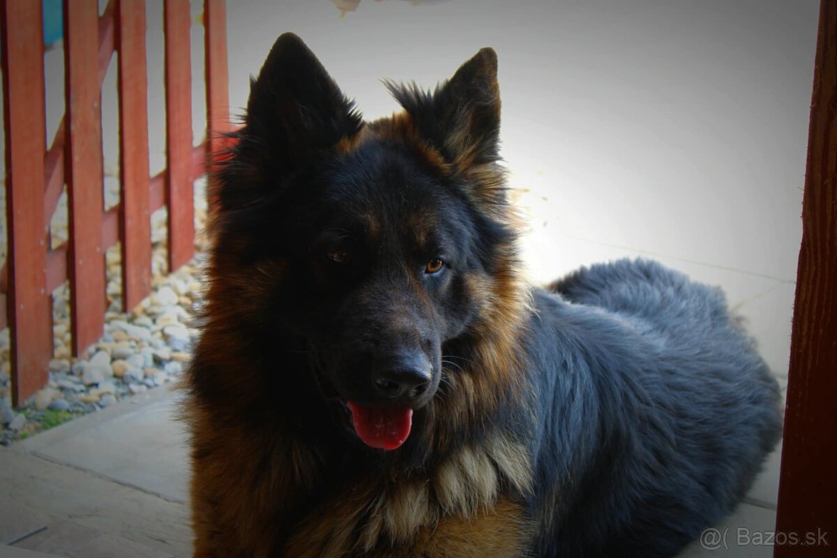 Nemecky ovčiak šteniatka - 2