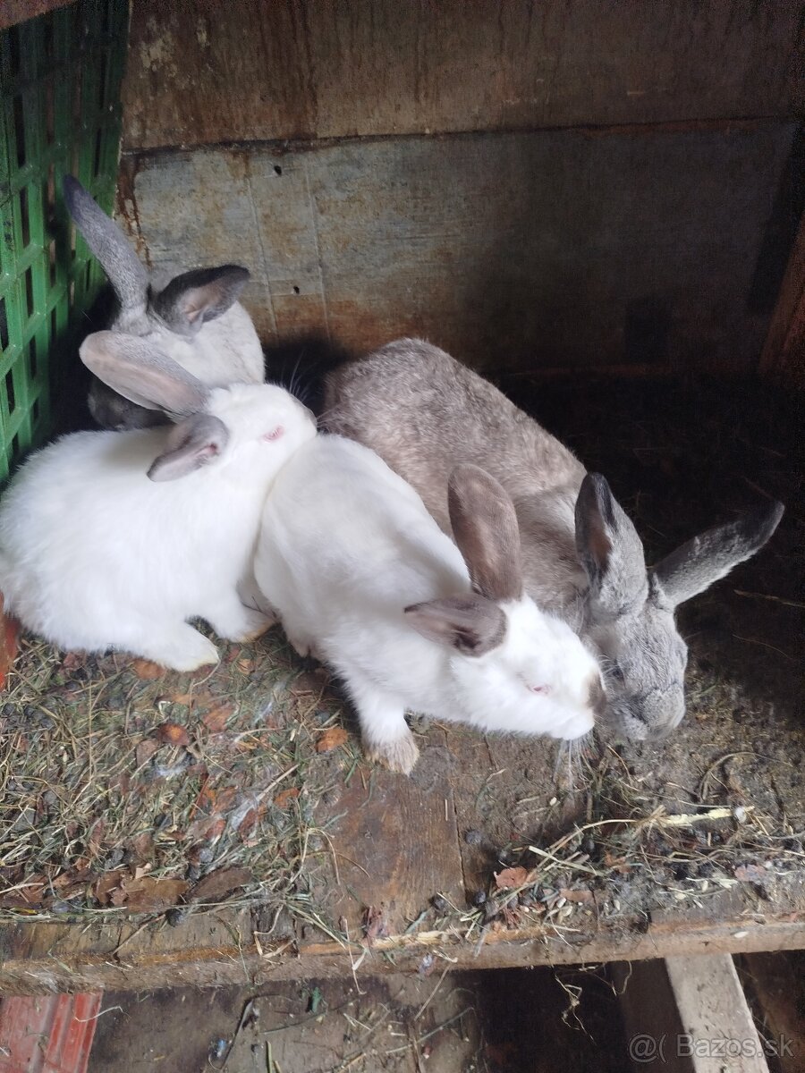Predám zajace - 2