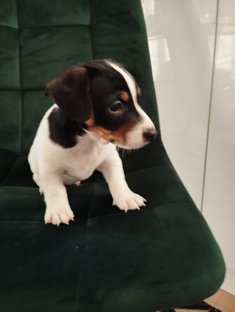 Jack Russel terier - 2