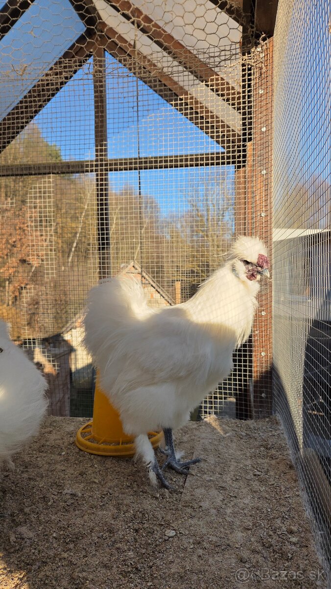 Hodvabnička - kohúty - 2