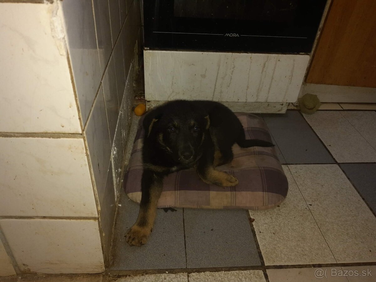 Nemecký ovčiak - 2