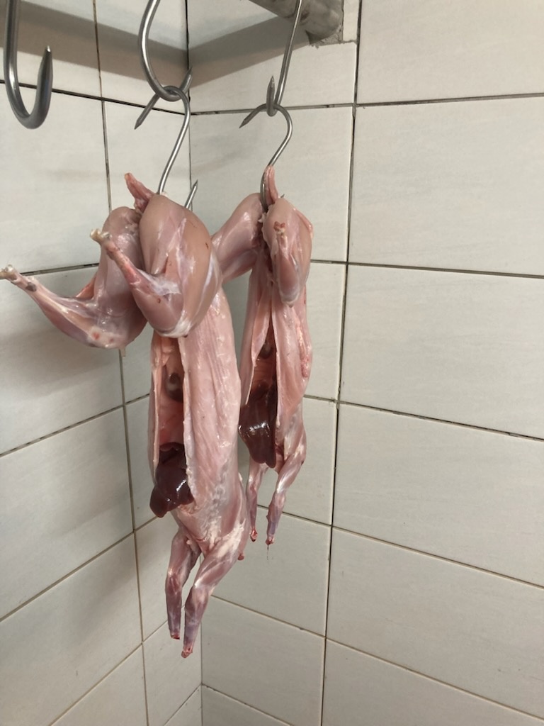 Predám králiky na mäso - 2