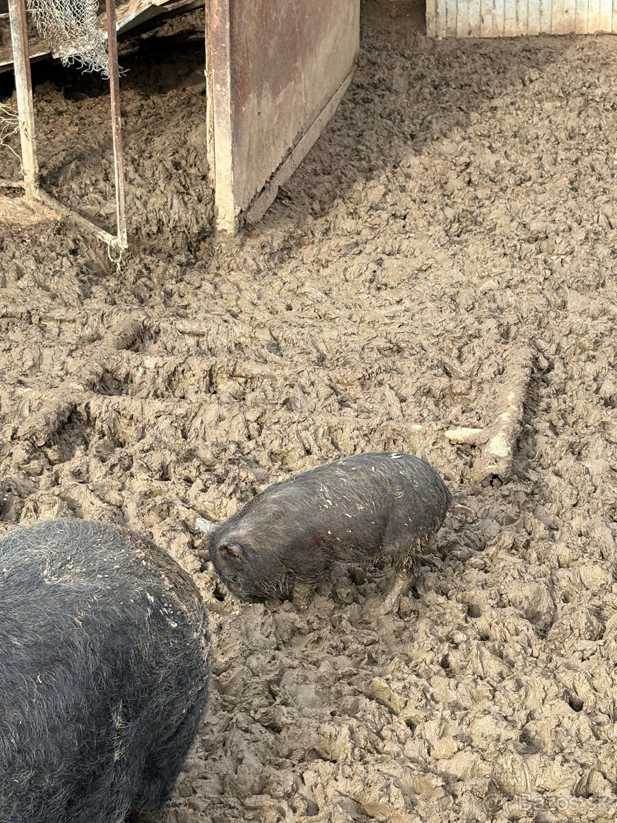 Predam vietnamske prasata - 2