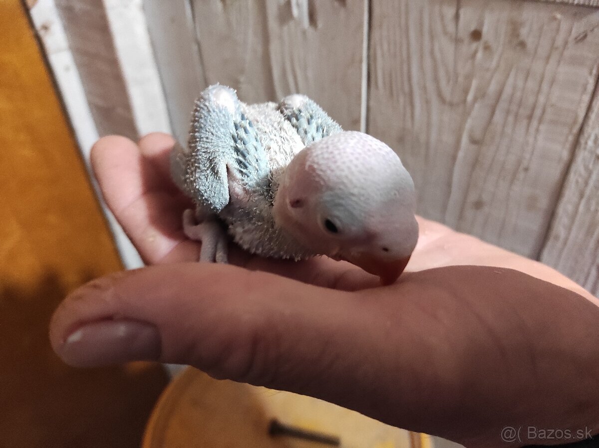 Alexander veľký - 2