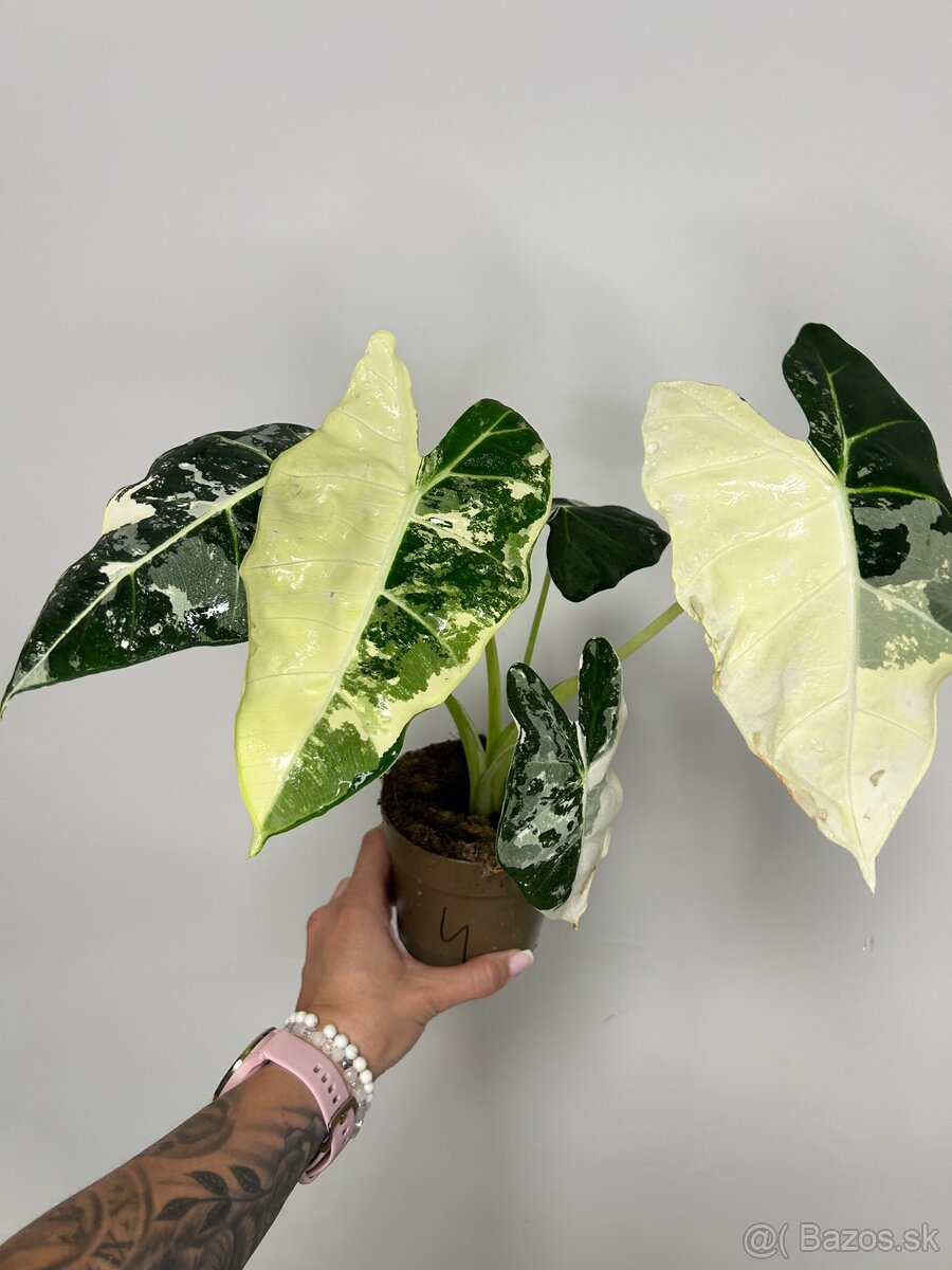 Alocasia Frydek variegata - 2