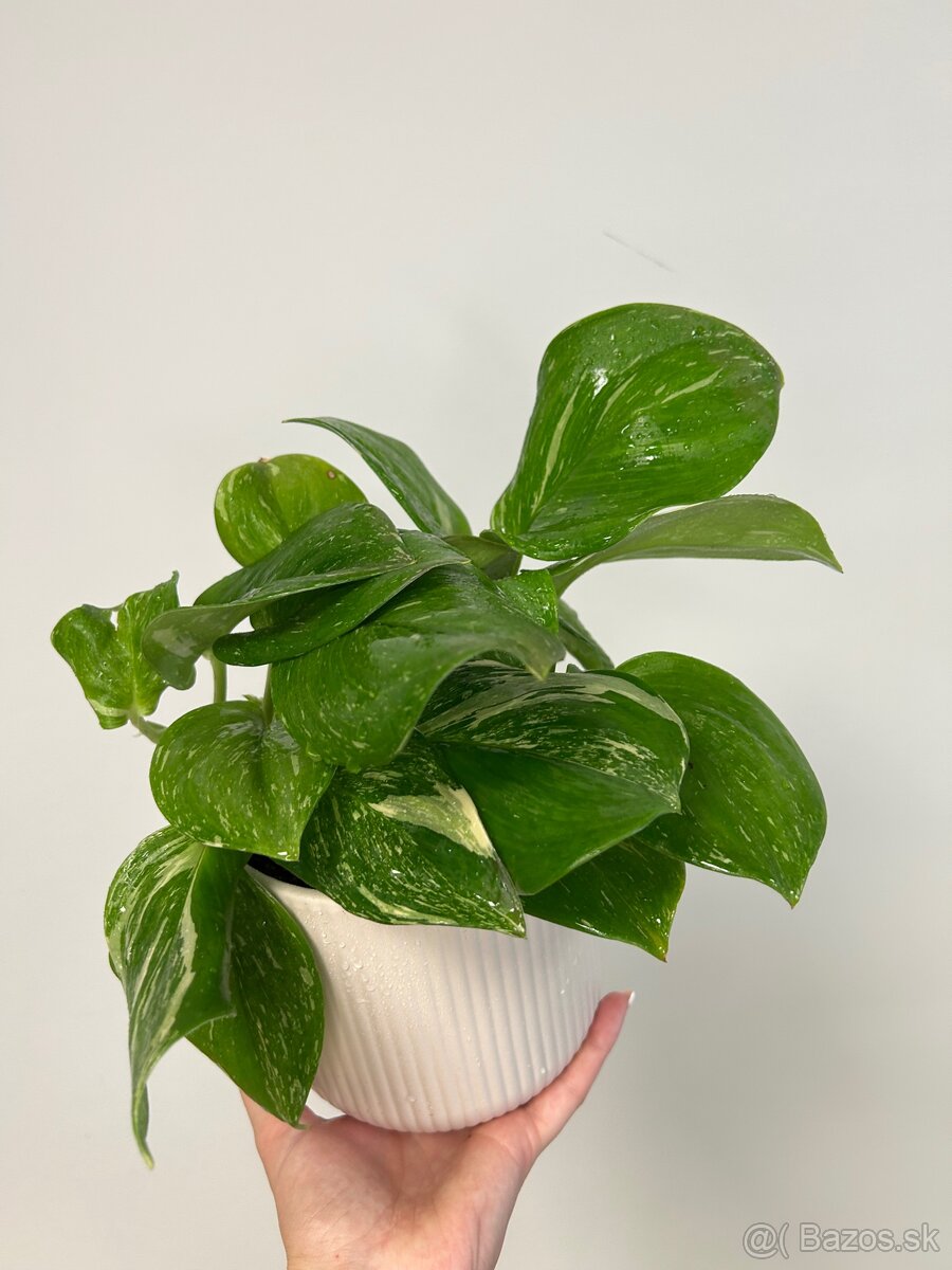 Scindapsus pictus ‚Rubicon‘ - 2