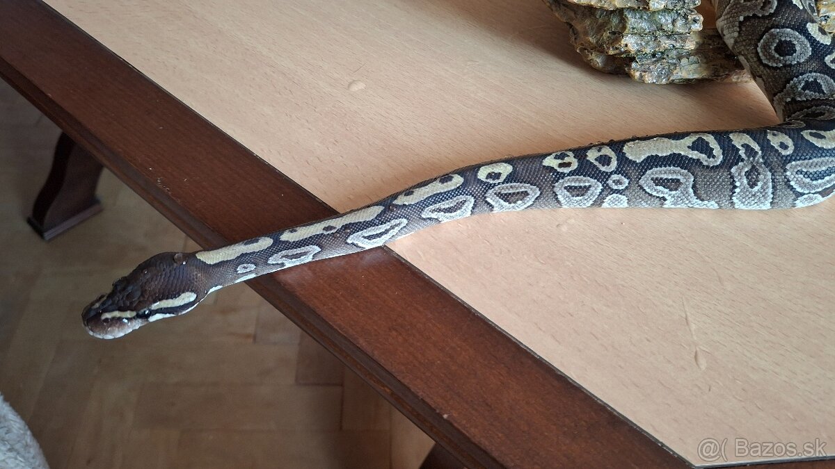 Krajta kráľovská + terárium - 2
